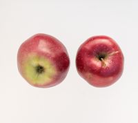 Gloster æble